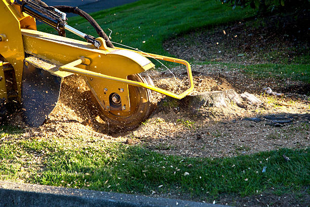 How Our Tree Care Process Works  in  West Park, CA